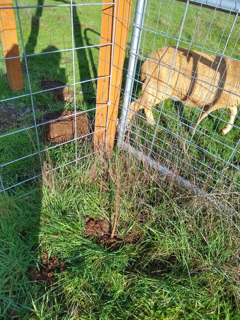 Lois planted the two little Chestnut trees for now at the end of Ash Lane.