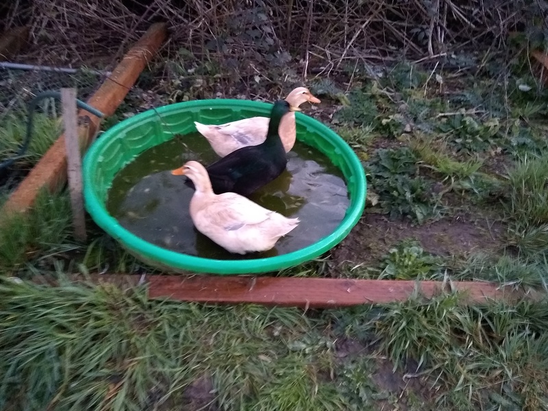 Ducks need water.