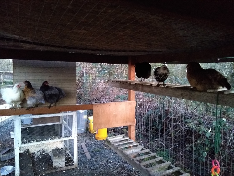 Three Chicks on the left. Owl, checkers, and one other on the upper ladder roost on the right. This is their stations every night. Ducks are below the coop. And the other nine chickens are in the high rise.