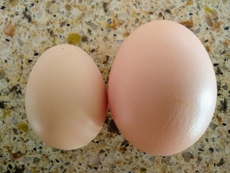 A new medium sized egg laid by a chick.