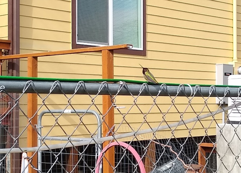 Hummingbird on fence.