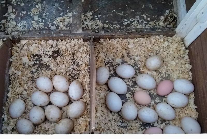 I put duck eggs into the coop to see if any hen wanted to go broody and sit on them. So far no one has but they do add their own eggs to the pile.