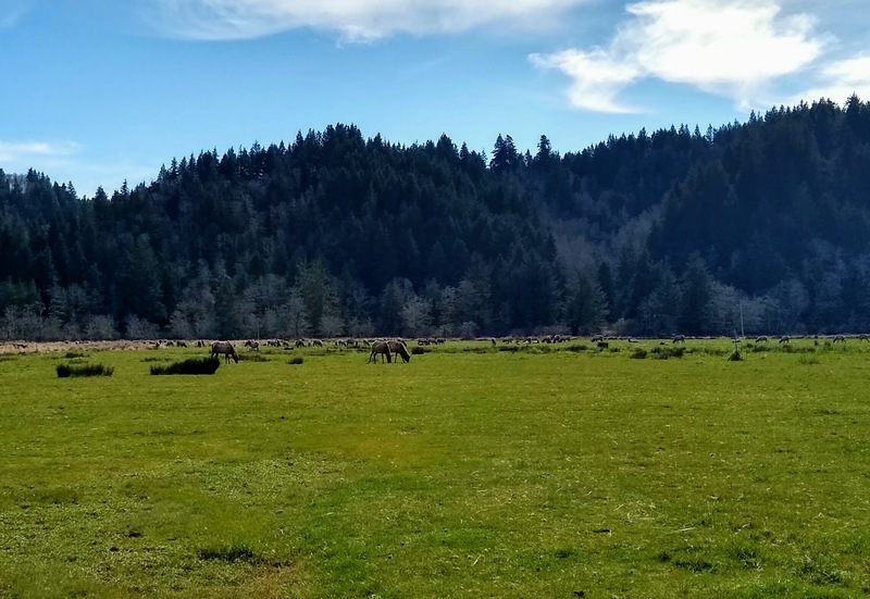 Elk across the way.