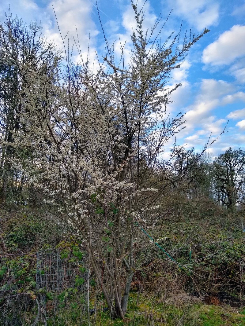 Italian Plum tree of Rosewold