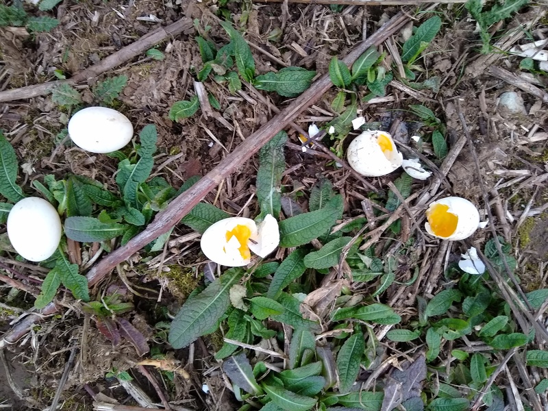 Duck eggs that have been deemed worthy of setting out for wild critters to eat.
