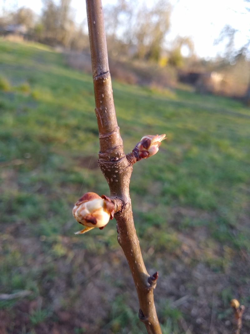 Tree buds of Rosewold
