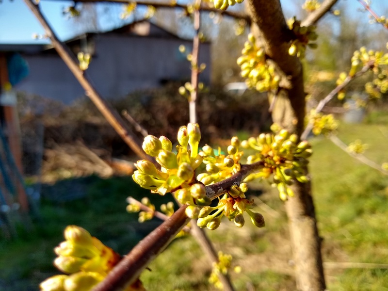 Tree buds ready to burst forth at Rosewold