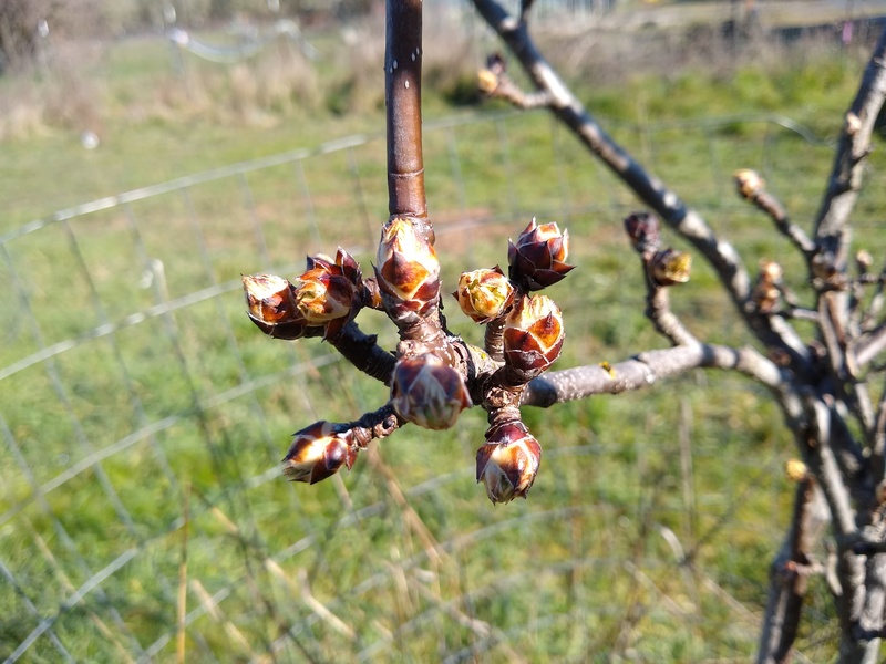 Tree buds ready to burst forth at Rosewold