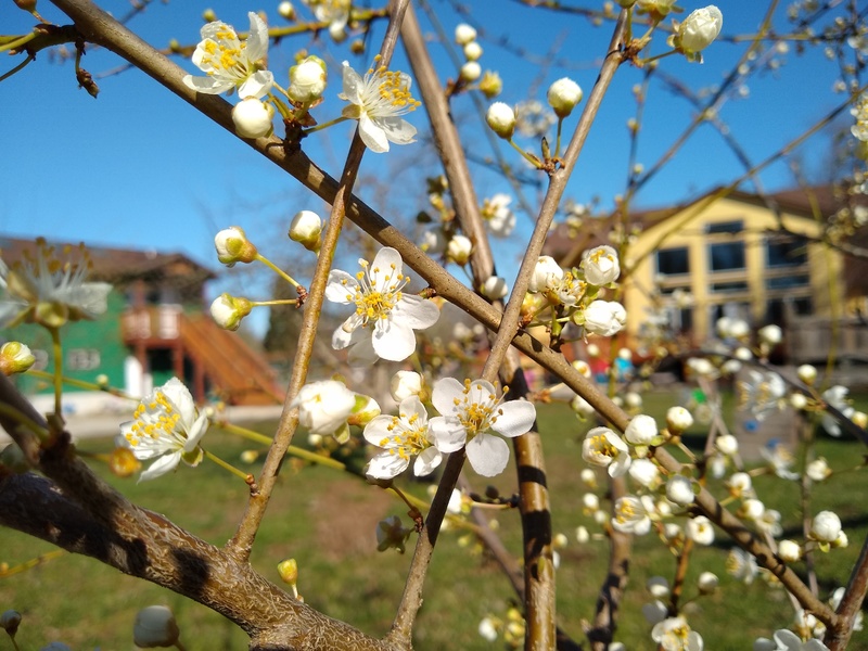 Italian Plum buds ready to burst forth at Rosewold