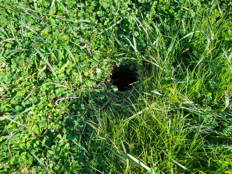 Pests of Rosewold. Who lives down this hole?