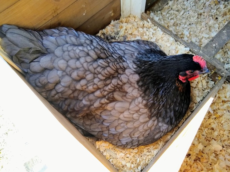Smokey (a chick) laying an egg in the coop at Rosewold