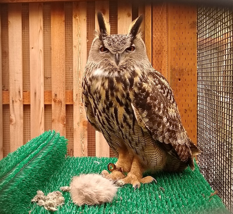 Dimitri?, Eurasian owl?