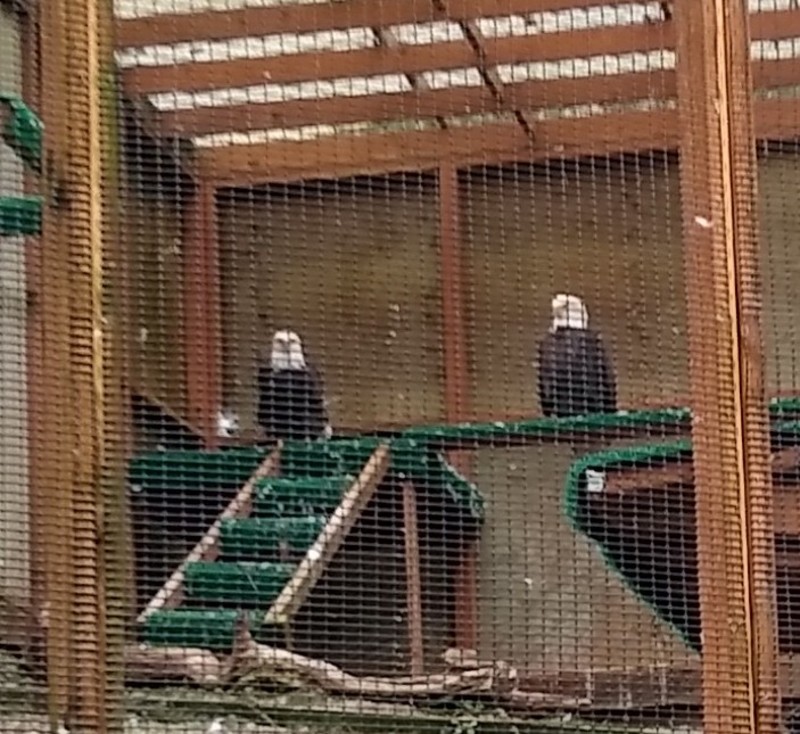 a pair of Bald eagle