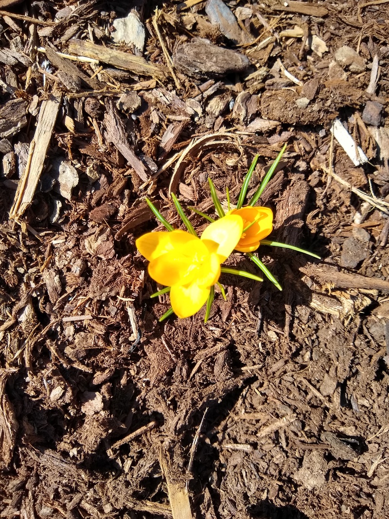 First bulb blooming along Rosewold Lane. It is a crocus.