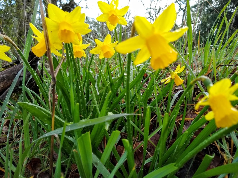 Jonquils? Little daffodils.