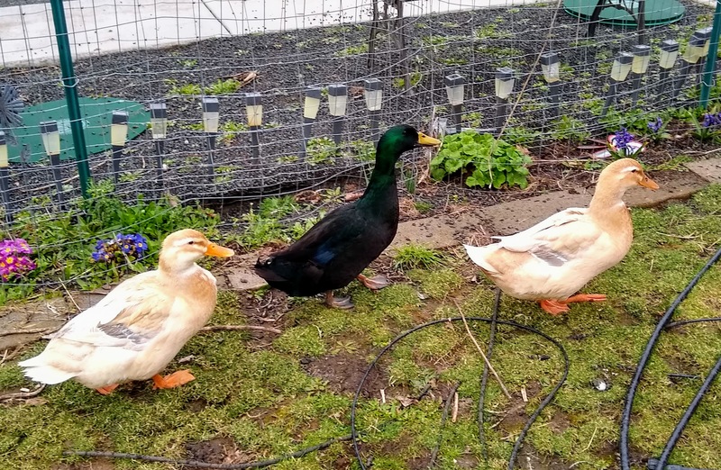 Duck family.  What should their names be? And how do I tell the two girls apart?