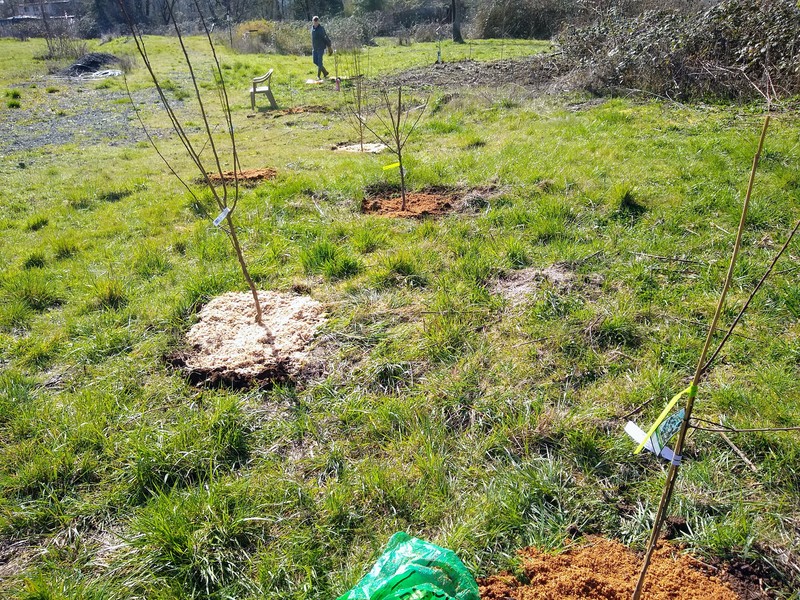 We planted seven plum trees. It should look pretty when they bloom.