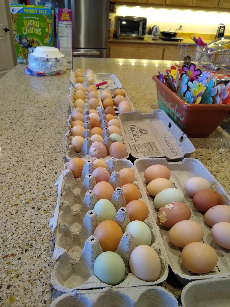 eggs that can go to a new home.