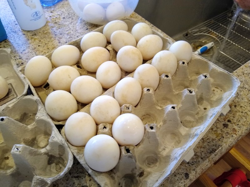 Washed duck eggs that will go into the incubator.