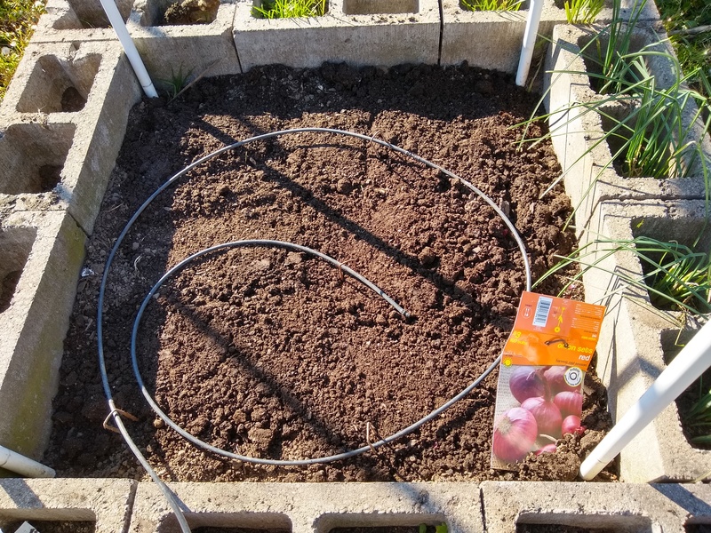 The red onions were all planted. Then the chickens came and dug them up, so Lois replanted them and put a screen on top.