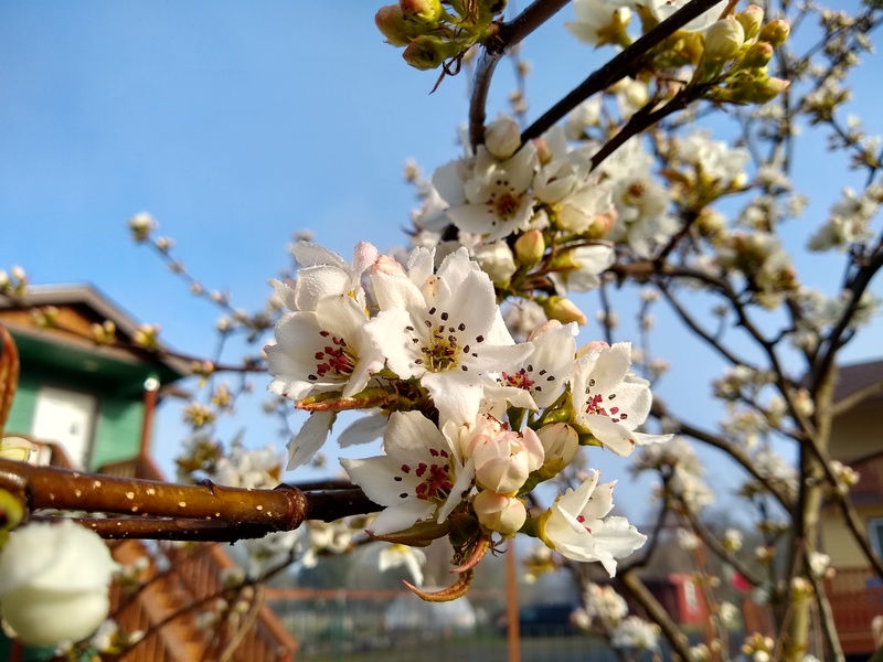 The Hosui Asian pear is in bloom.
