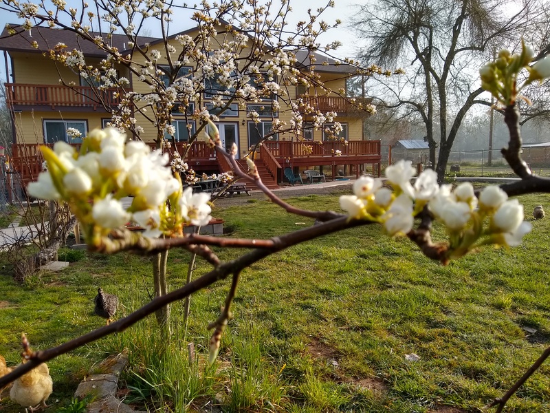 The Shinsiki Asian Pear tree is in bloom.