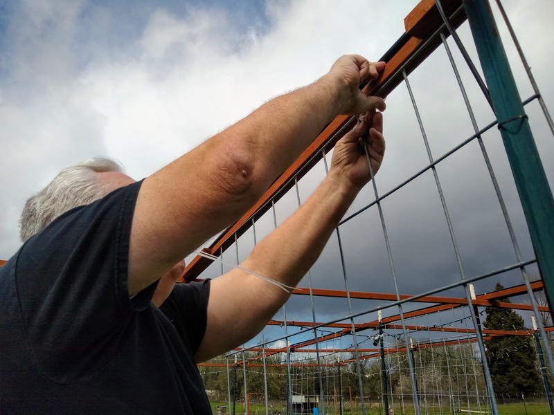 Don puts up one of the new cattle panels for climbing plants.