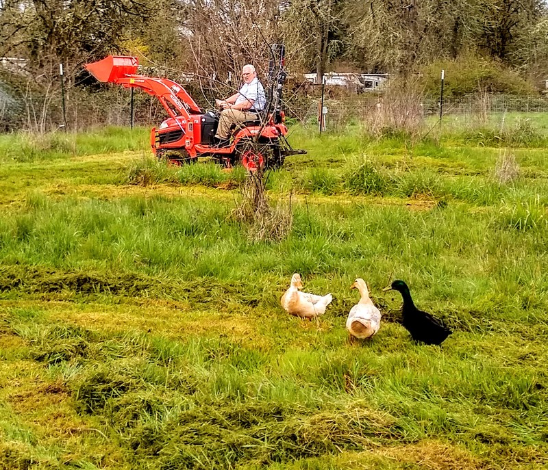 Duck Haven mowing