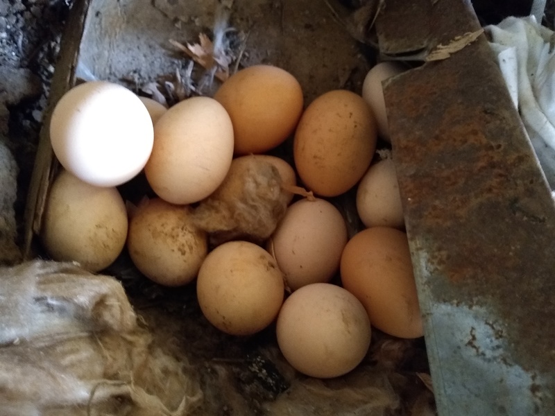 one pile of eggs