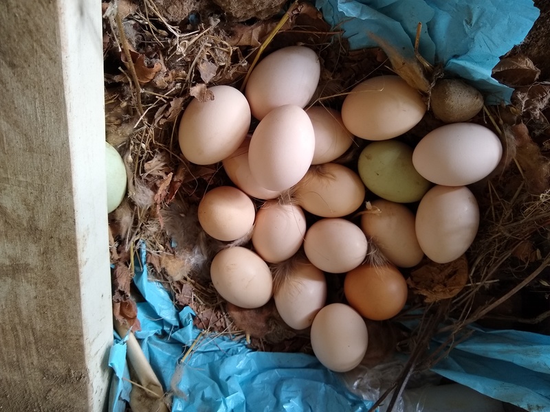 another pile of eggs. It was multiple hens