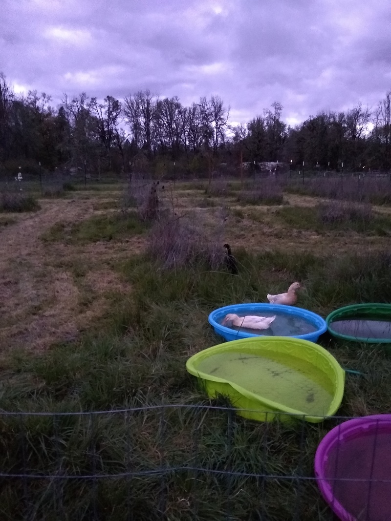 We moved the ducks to the South pasture in the daytime.