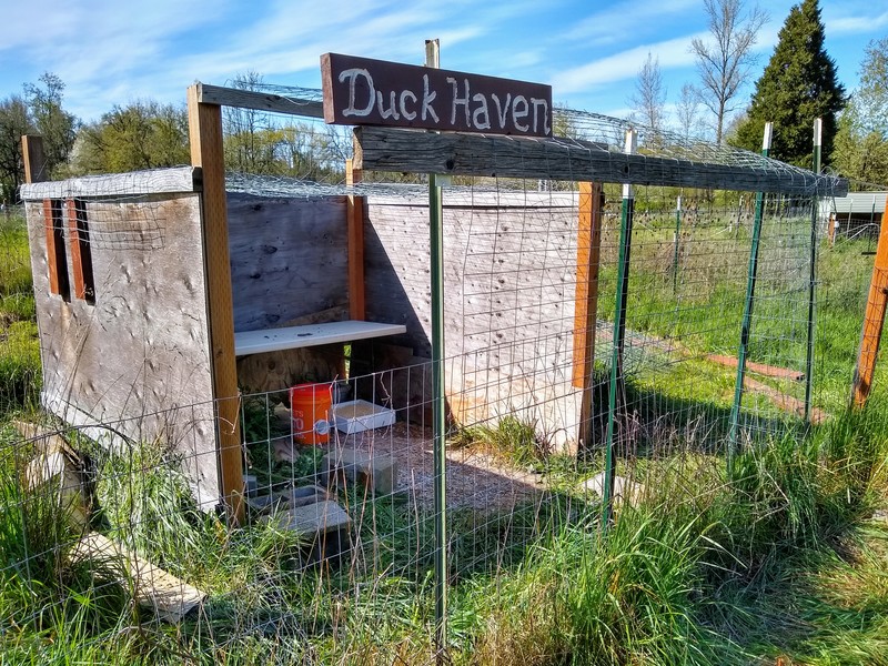 Duck Haven is getting better and better and more secure.