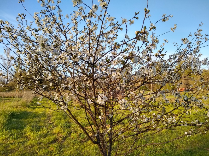 A Montmorency Cherry tree is in full bloom.