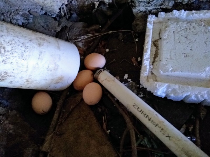 The chickens snuck some more eggs under the house so I made it less inviting again.