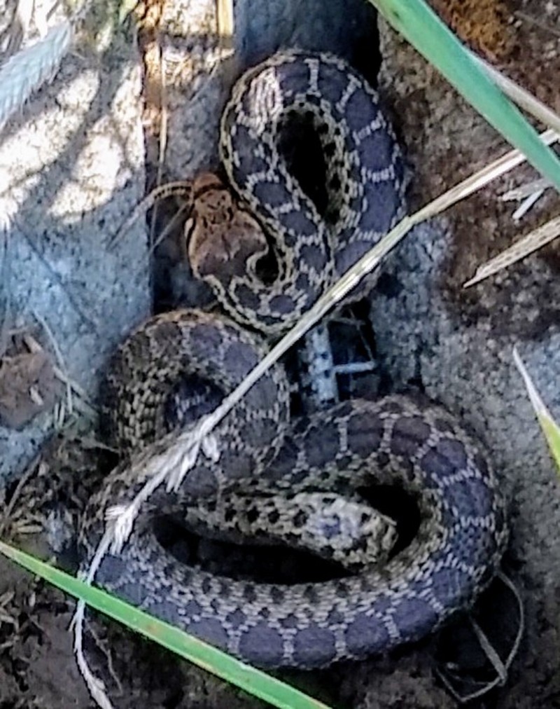I was a little it a lot freaked when I picked up a landscaping concrete block and this hissed at me. I sent the picture to the Oregon wildlife fish and game and they confirmed my belief that it was a gopher snake. They like to look and act like rattlesnakes though. 🙄