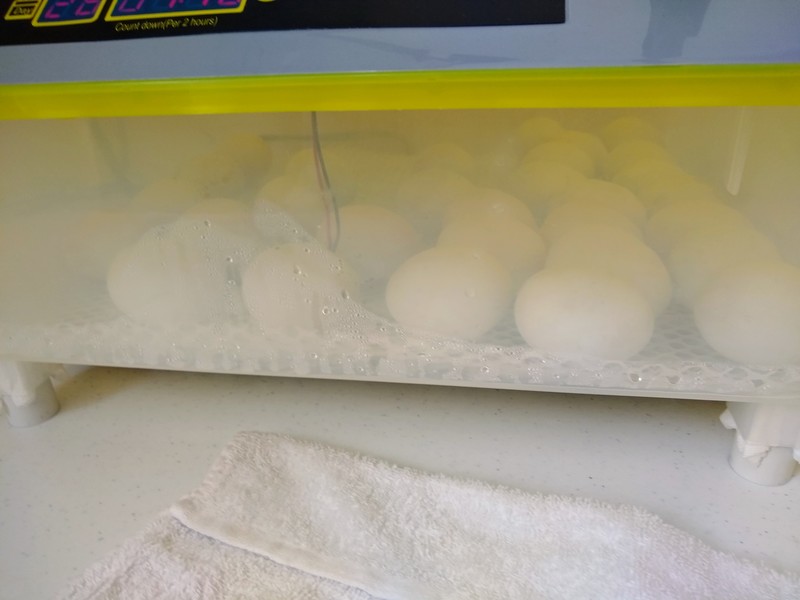 looking through the side of the incubator.