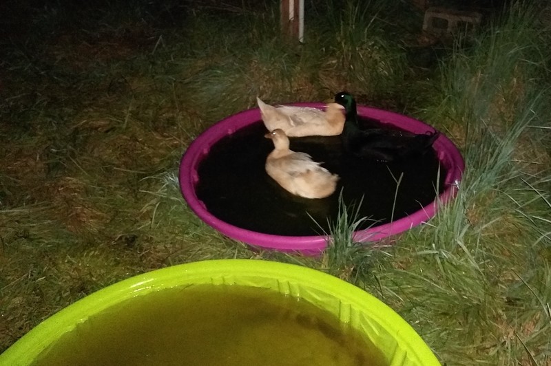Lois snuck out one night to see where the ducks were hanging out. Lots was surprised to find them in the pond.