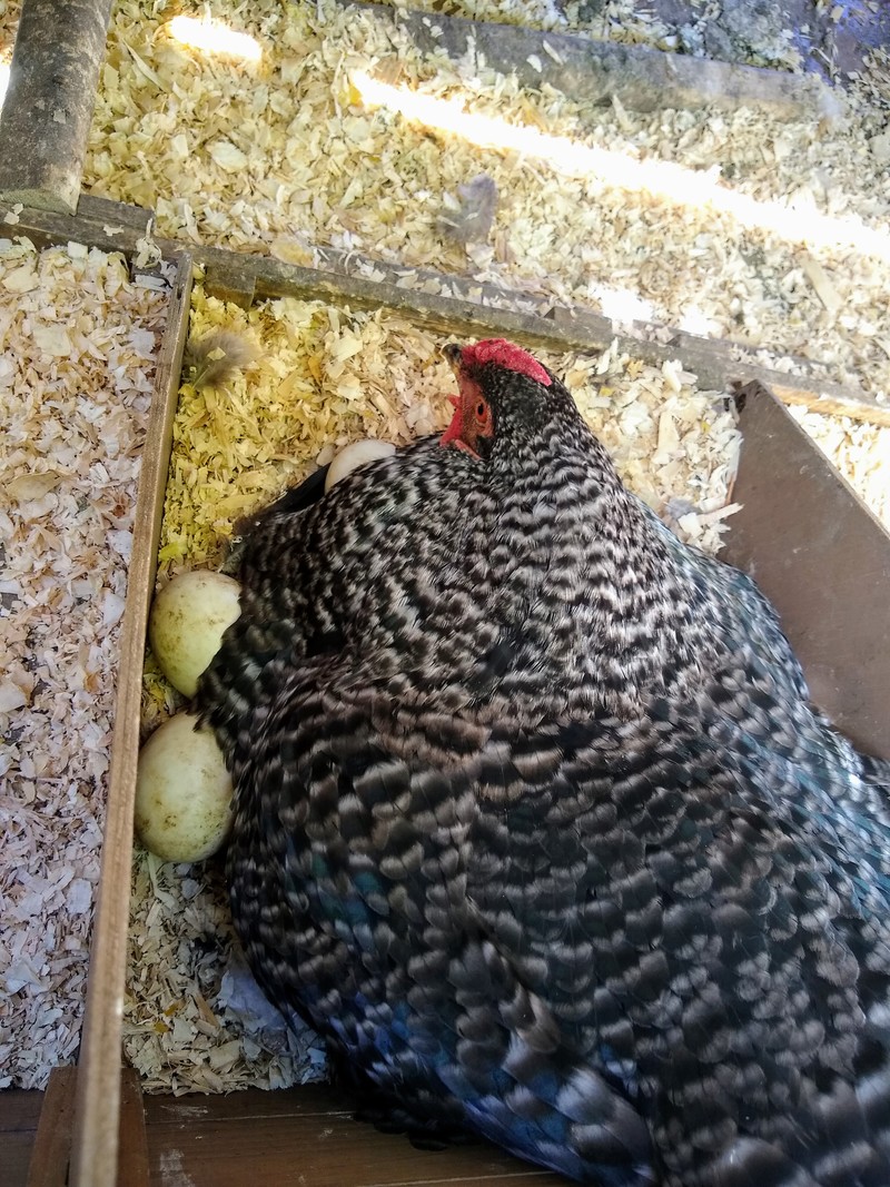 Does Dominique really think she is keeping those duck eggs warm?