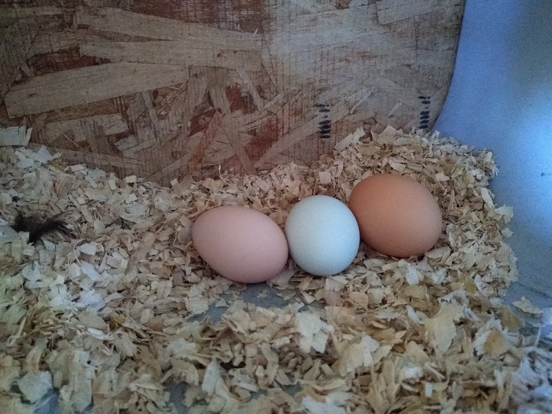 Eggs laid in the West nesting box. So pretty. The one on the right is Lady Gaga's.