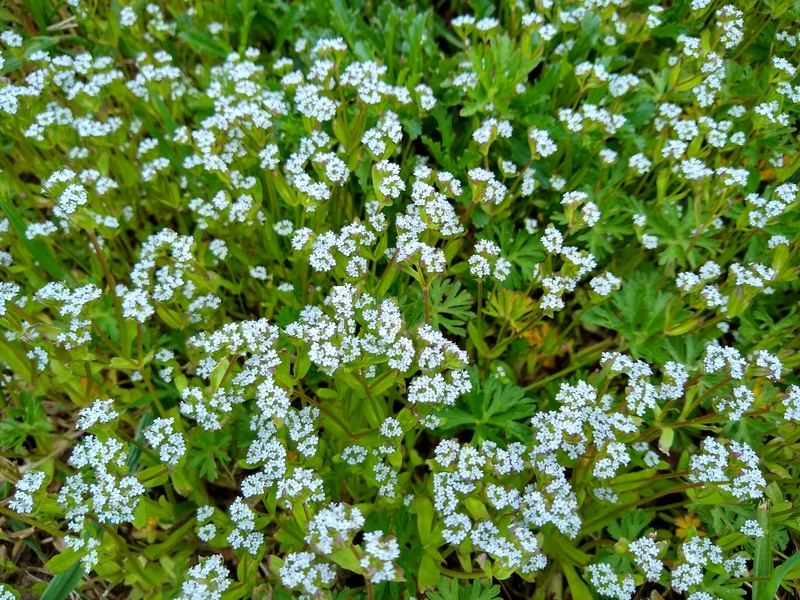 When I mowed Middle Earth there were all these little flowers. So I left a patch of them to enjoy.