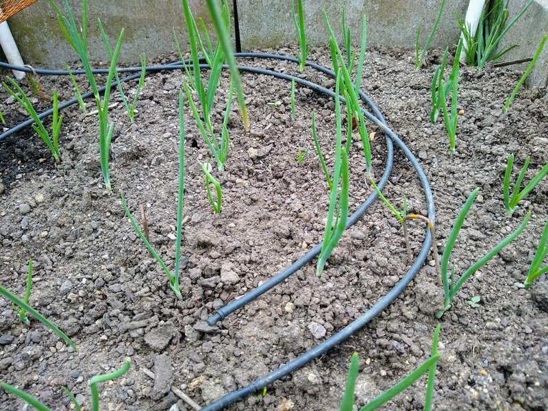 red onions coming up.