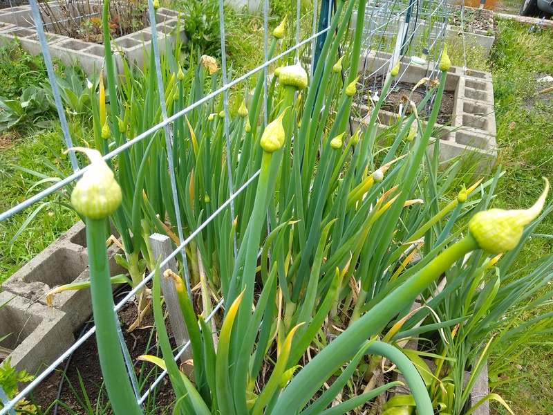 last year's green onions are starting to bloom and go to seed.