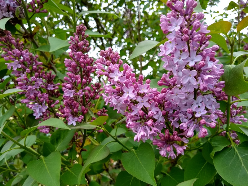 The lilacs are blooming and Don says the smell is really strong when you open the front door.