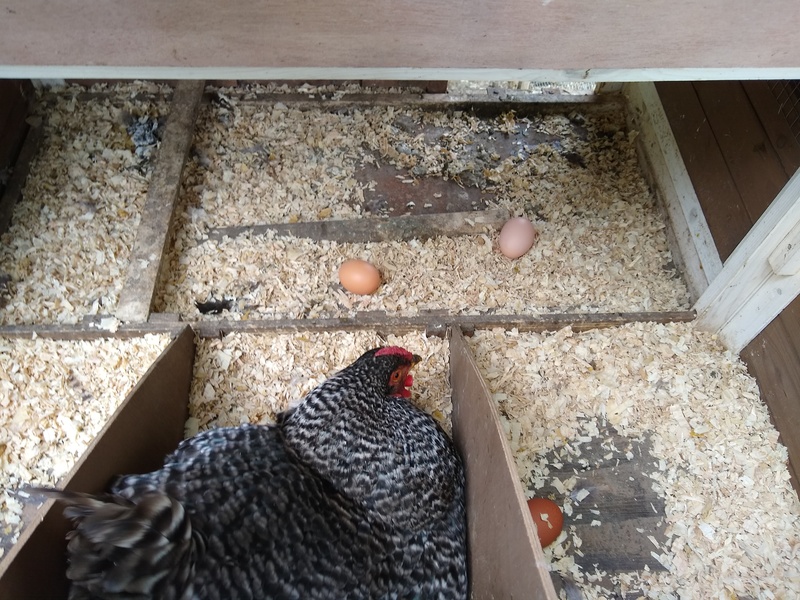 The chickens get tired of waiting for Dominique to move, and just seem to drop them every where.