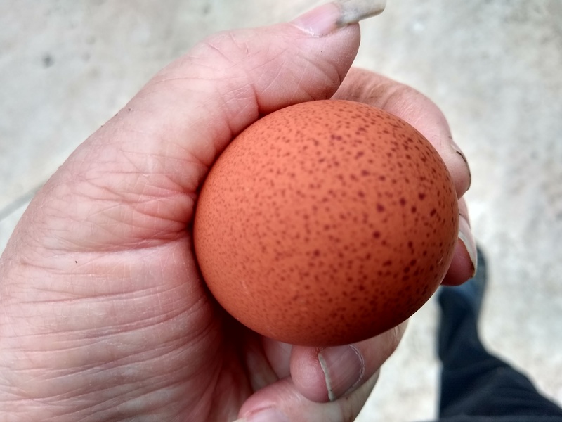 I love the looks of Lacie's welsummer eggs.