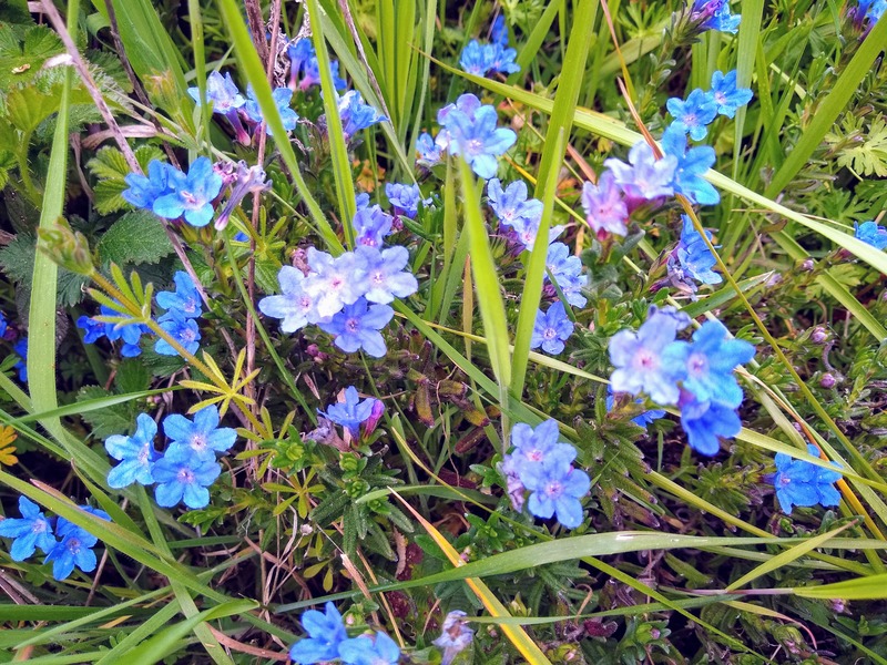 Blue flowers on treehouse island.