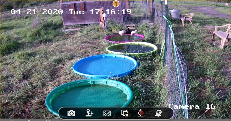 camera on the pools in Duck Haven.