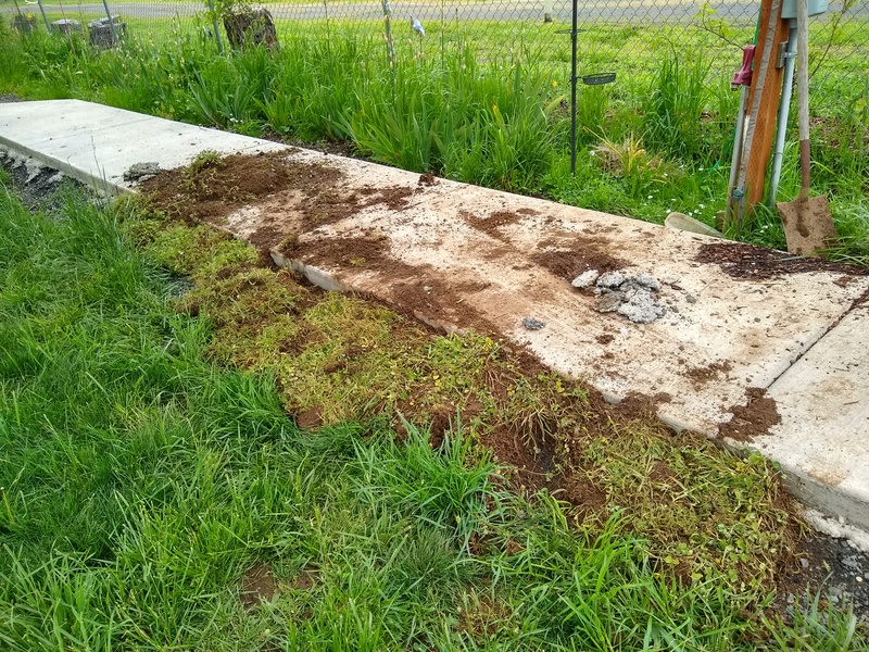 Don tried taking some sod from middle Earth to slope the edge of the sidewalk.