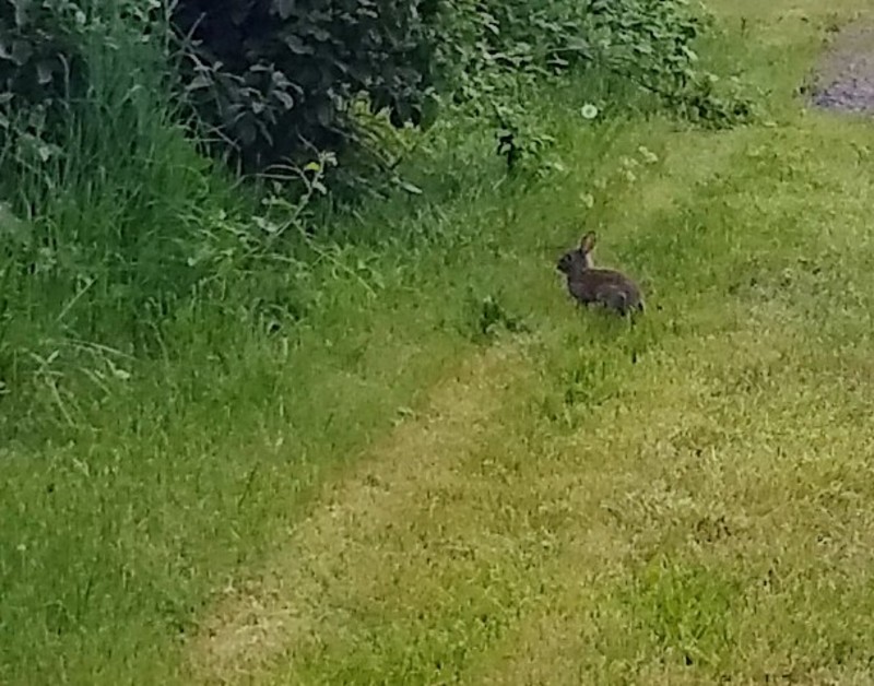 Rabbit crossing the North Perimeter Road.