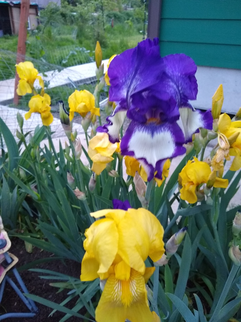 It is Iris season. Lois is loving the colors.